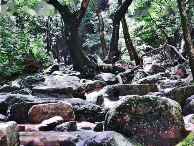 银河中动物逃生
